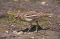 Авдотка фото (Burhinus oedicnemus) - изображение №929 onbird.ru.<br>Источник: www.wildlifeextra.com